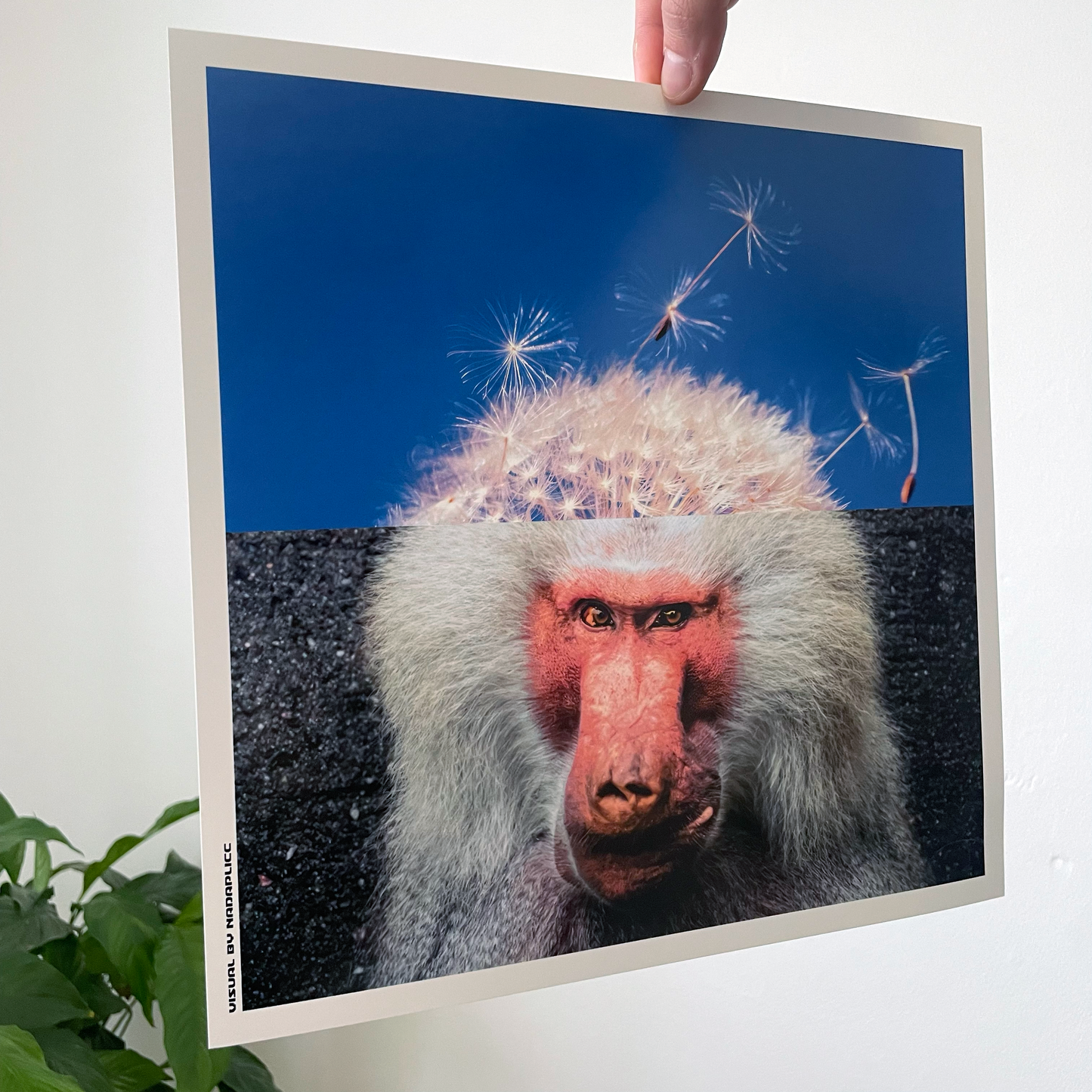 Tirage d’art Primate Ponderings présenté à la main format carré 30 x 30 cm