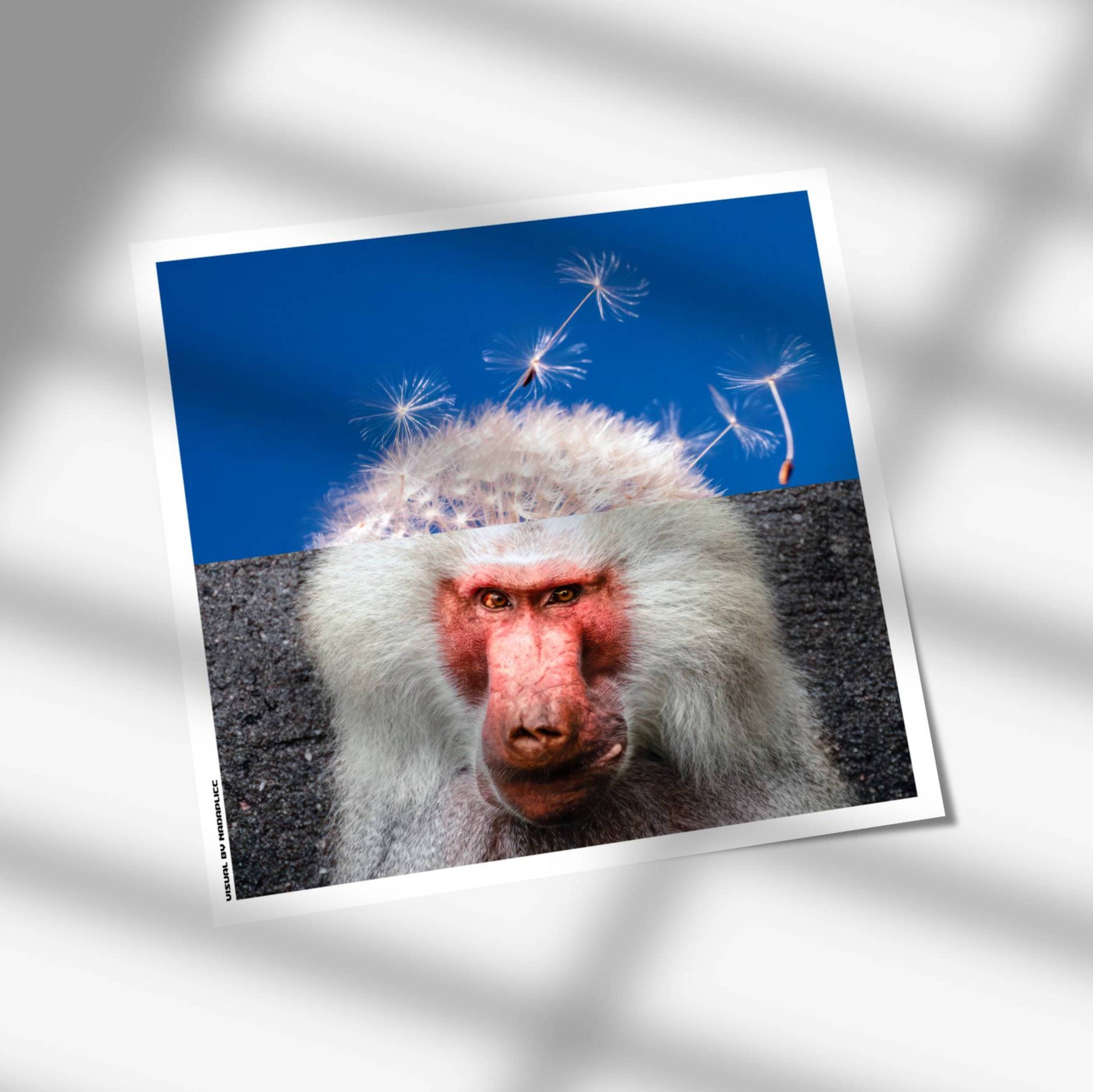 Tirage d’art contemporain Primate Ponderings signé Nada Plicc format 30 x 30 cm en mise en scène